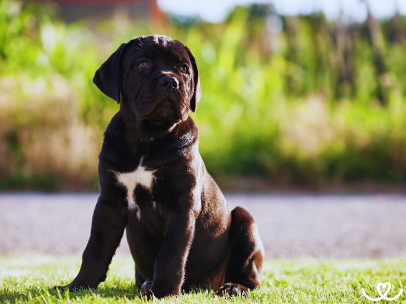 Psi-plemeno-cane-corso (9)